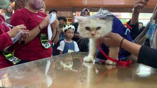 fashion show kucing Blora