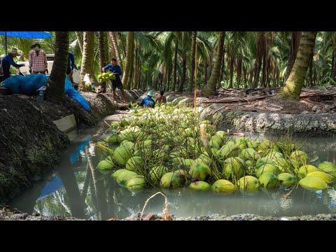 How Thai Farmers Produce 720 Million Coconuts Each Year | From Harvest to Eco-Friendly Innovations