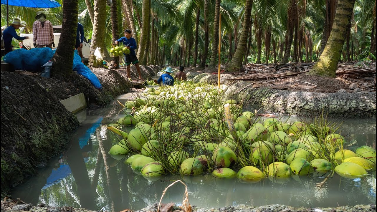 Как тайские фермеры производят 720 миллионов кокосов каждый год | От сбора урожая до экологичных ...