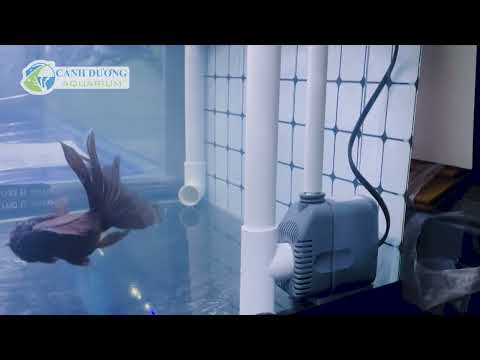Video Hút mặt hút đáy tự chế cho máy bơm Lifetech AP1550,... - youtube