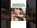 「絶対離れない！」抱き合って離れない2匹の猫の結末#猫の友情 #猫感動 #保護猫 #猫のいる暮らし #泣ける動画 #猫好きさんと繋がりたい #ねこ #猫動画 #shorts #感動する話