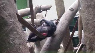 Chimp Eating Poo