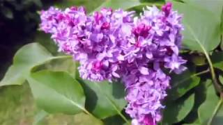 World-Famous Lilacs In Full Bloom At Highland Park Rochester, New York
