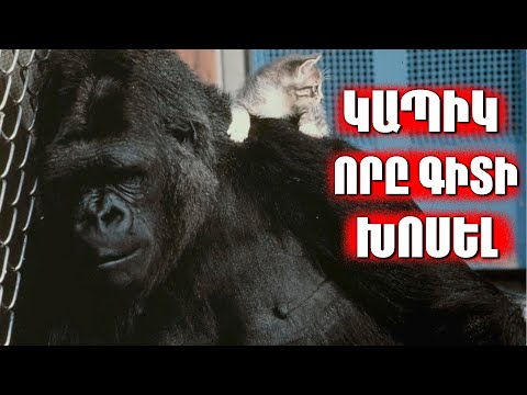 Video: Ո՞րն է կապիկի հակադրությունը: