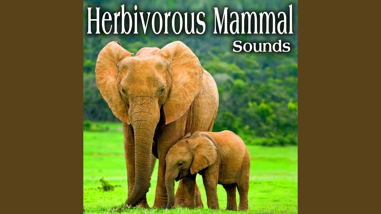 Single Classic Elephant Trumpet Take 1 YouTube