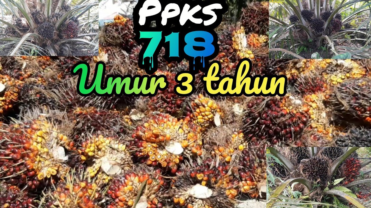 panen sawit buah banyak !!! ppks 718 umur 3 tahun