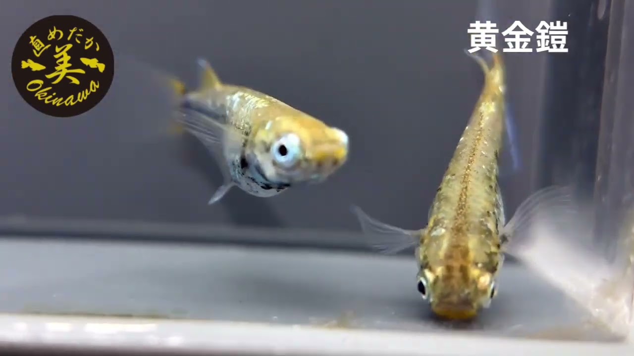 オークション一覧