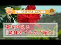 沖縄在住の２人がオリジナルアンシェントメモリーオイル、特にオススメな『竜神オイル』をご紹介します♪動画は後半にも続きますのでぜひご覧ください♪