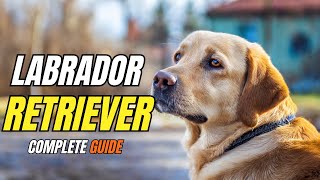 EVERYTHING You Need To KNOW About Labradors