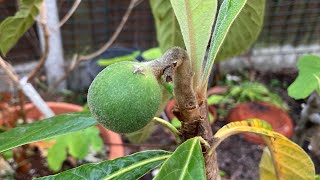 Loquat heatwave update, now only ONE fruit remaining on each variety 😱. Will either fruit hold 😬