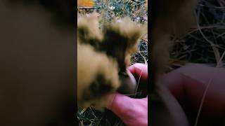 puffball #blast #slowmotion pruchawka