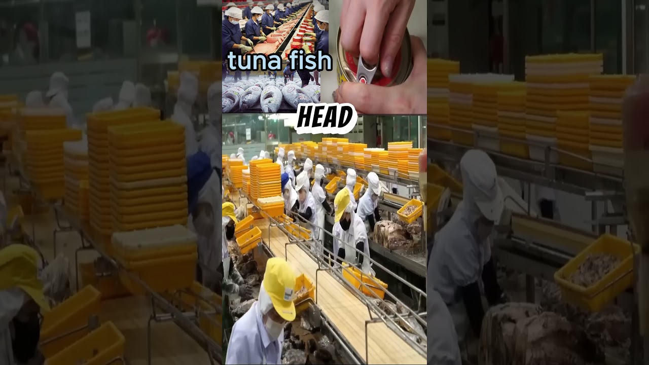 Как производится консервированный тунец?