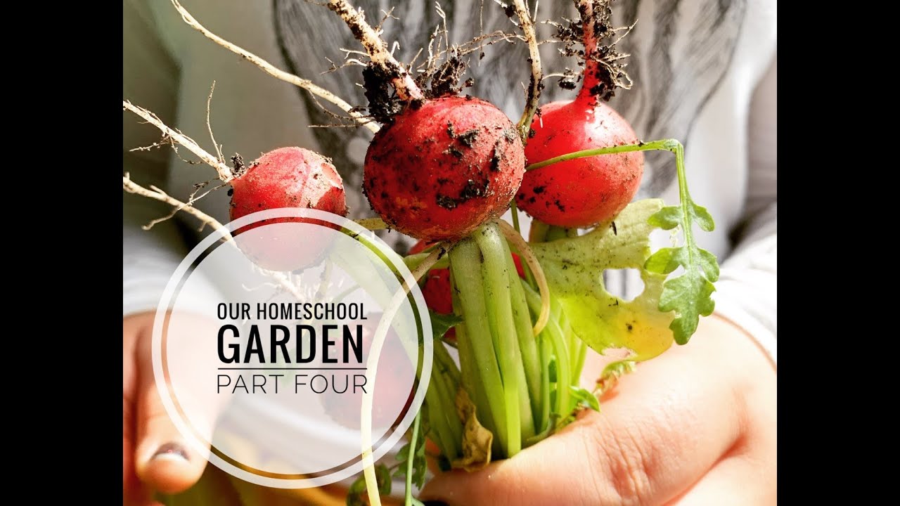 Our Homeschool Garden ~ Part Four