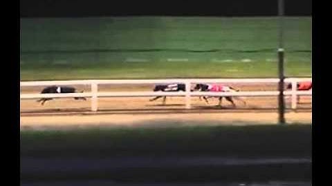 Greyhound Data Video2