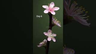 Watch Pink Flowers Bloom in Just 7 Days! #nectarine #flowers #blooming