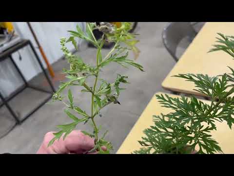 Common & Western Ragweed
