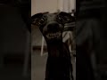 I like my dog smile 😁