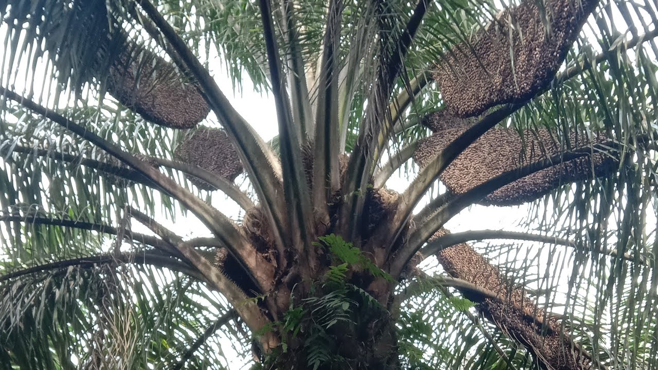 pemanenan madu hutan 9 sarang super jumbo