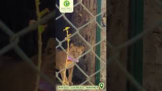 Roaring Majesty Lions Of Africa At Wag Hill Lodge & Spa