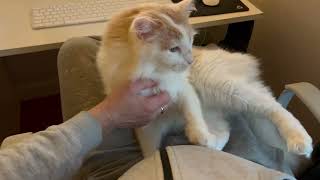 Living with Turkish Van Cats #30 Back from the babe!