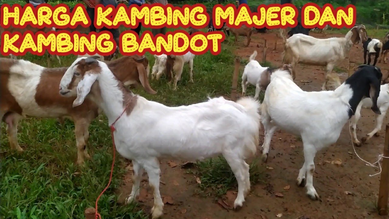 HARGA KAMBING MAJER DAN KAMBING BANDOT - YouTube