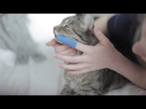 Video: Harjaatko Kissasi Hampaita?