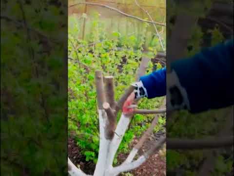 Самый простой способ прививки деревьев Прививка за кору 7