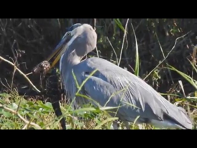 Heron eats Alligator in Florida class=