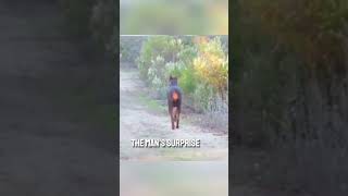 Doberman vs Wolves in the Wild | Incredible Animal Instinct &amp; Survival Moment