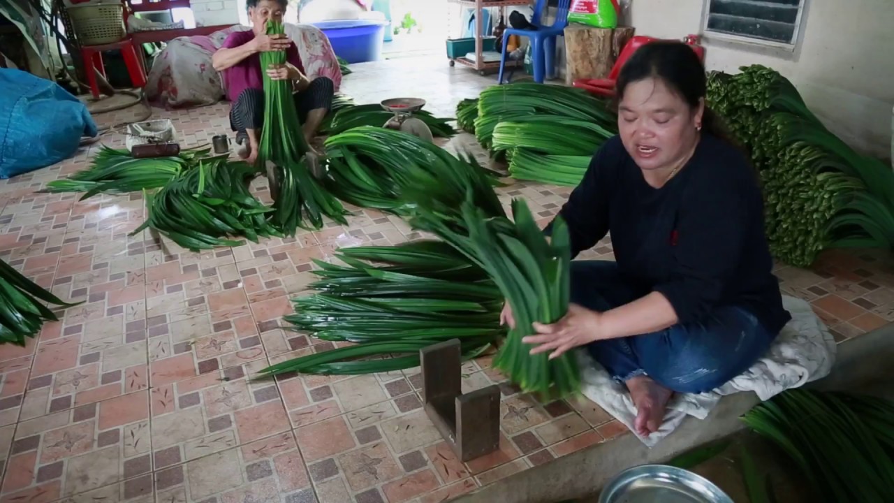 มองโลกมองเรา301061 ปลูกต้นเตยหอม ทดแทนการทำนาข้าว