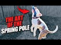 What are the BENEFITS of the Spring Pole? (Pit bull exercise training)