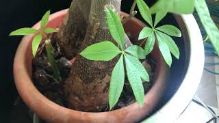 勝手にパキラ再生してみた。1年後 - YouTube