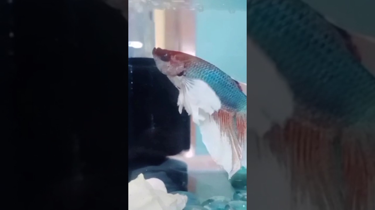 Real Beauty beeta fishe 🐠🐟🐠 🐟 