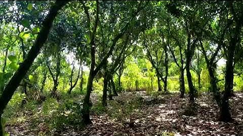 Bán đất ấp Nông doanh.xả Xuân định.Huyện xuân lộc.Tinh ĐN