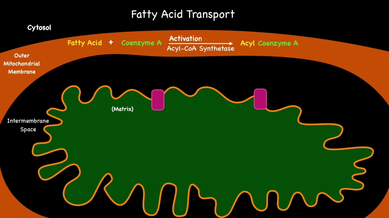 Carnitine Shuttle and Fatty Acid Transport Into Mitochondria YouTube