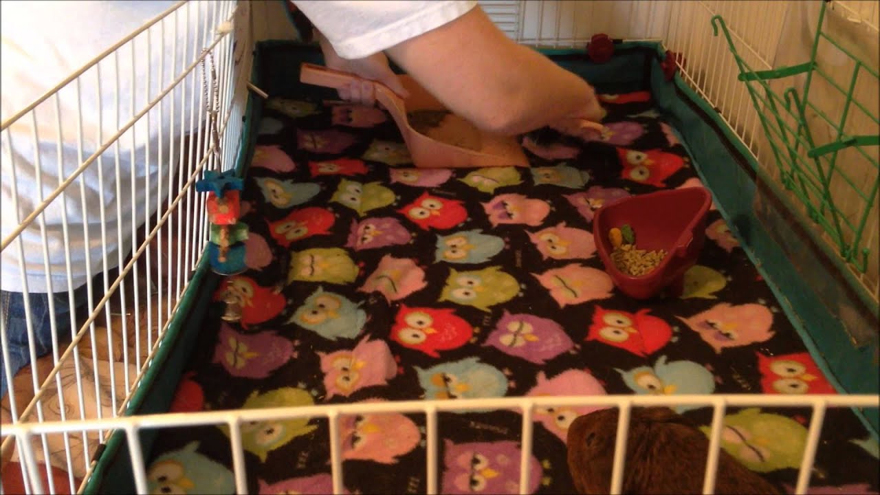 Guinea Pig Daily Cage Cleaning (fleece bedding) YouTube