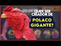 Ei você! Criador de POLACO GIGANTE! Chegou o seu momento!