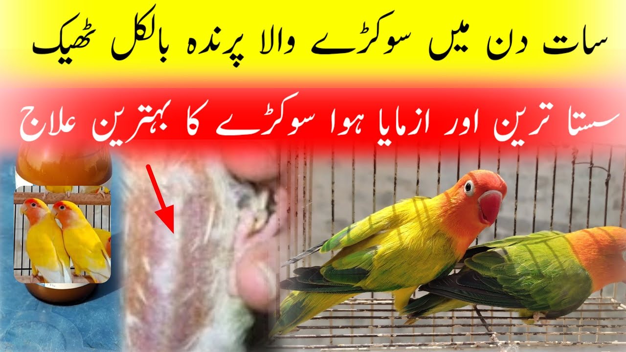 Birds seep || love birds sokra || ka ilaaj @Abdulkhaliq95.1