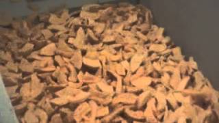 OctoFrost Frozen - IQF Fruits: Melon