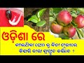 How to grow apple tree at home from seed without any cost In odisha