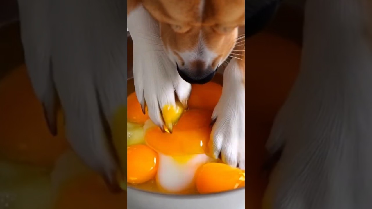 a dog that makes an egg roll　