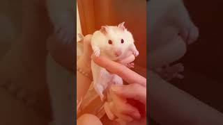Why Your Hamster Rubs on EVERYTHING (It's Not a Weird Habit!) 🌸