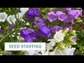 January Seed Starting / Growing For A Wedding // Cottoverdi