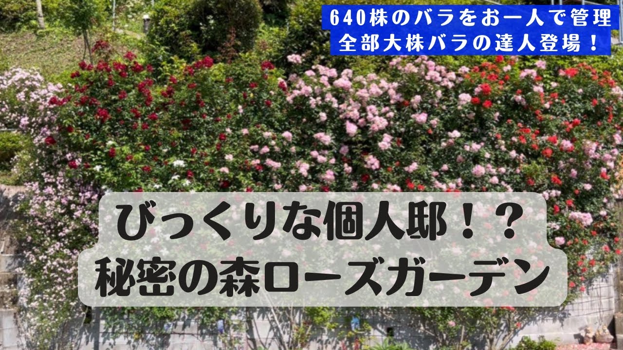 Garden Visit / 5/16 Secret Forest Rose Garden (Chiba Prefecture) A