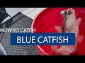 How to catch blue catfish