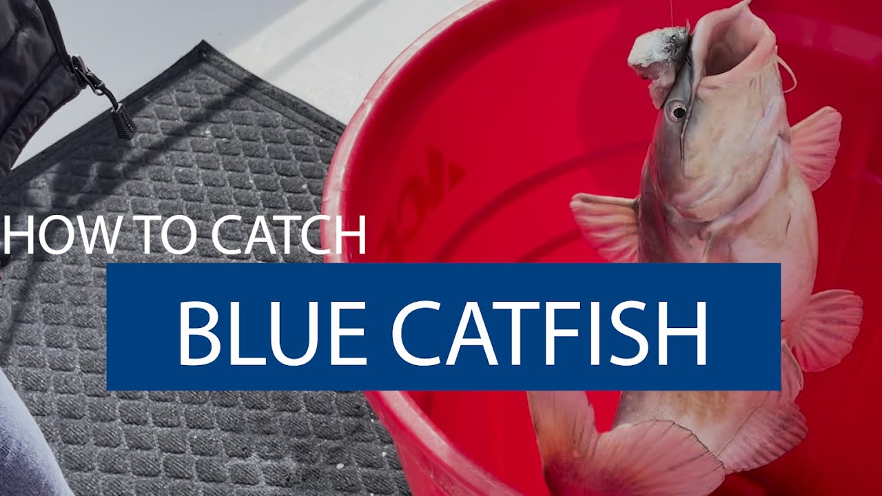 Join the Hunt: How to Catch a Blue Catfish in Maryland