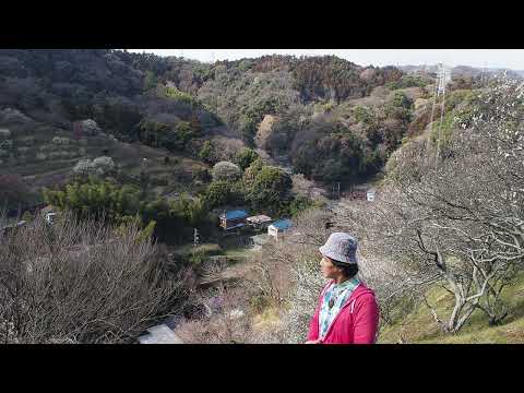 昭和の沖縄を歌った『芭蕉布』を歌う！（ワンコーラス）＃沖縄民謡＃昭和のご当地ソング＃昭和の名曲＃芭蕉布＃抒情歌#森山良子#首里の古城　