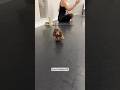 Soul Healed Instantly 🔋 #happy #animals #cute #dog #puppy #yoga