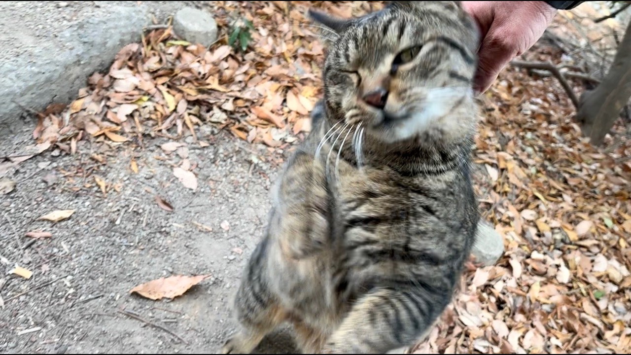 だんだんと勢い増して躍動し続ける猫ニャッハーさん