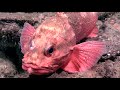Exploration of the Graveyard of the Atlantic